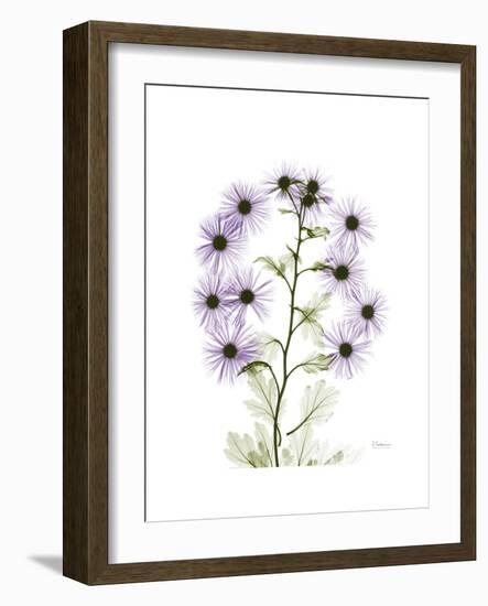 Chrysanthemum Family-Albert Koetsier-Framed Premium Giclee Print