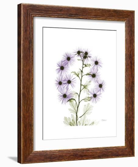 Chrysanthemum Family-Albert Koetsier-Framed Premium Giclee Print