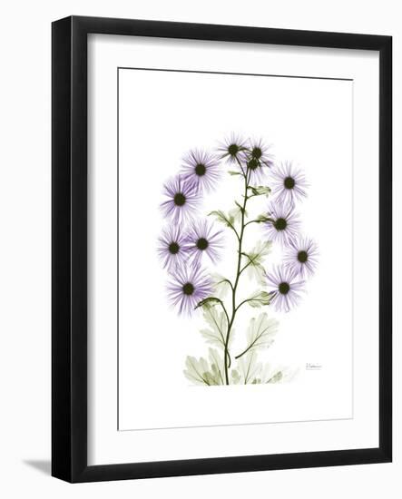 Chrysanthemum Family-Albert Koetsier-Framed Premium Giclee Print