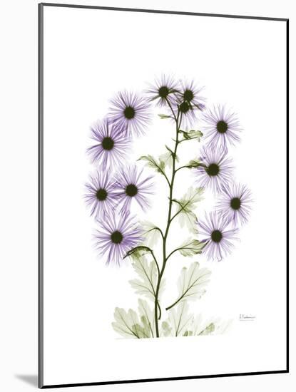 Chrysanthemum Family-Albert Koetsier-Mounted Premium Giclee Print