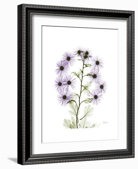 Chrysanthemum Family-Albert Koetsier-Framed Premium Giclee Print