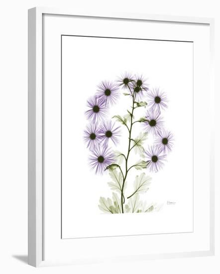 Chrysanthemum Family-Albert Koetsier-Framed Premium Giclee Print