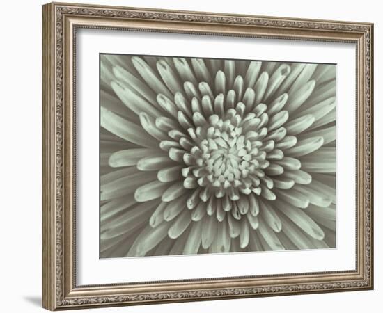 Chrysanthemum Floral-Assaf Frank-Framed Giclee Print