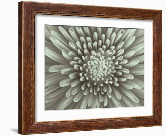Chrysanthemum Floral-Assaf Frank-Framed Giclee Print
