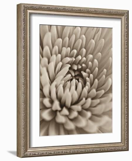 Chrysanthemum Flower-Assaf Frank-Framed Giclee Print