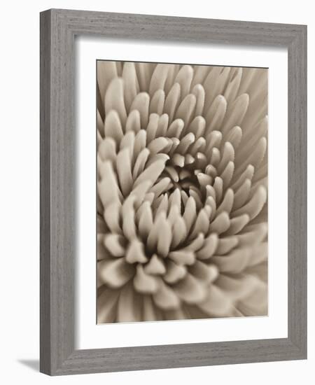 Chrysanthemum Flower-Assaf Frank-Framed Giclee Print