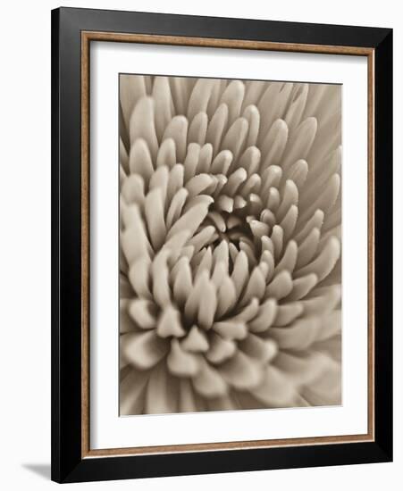 Chrysanthemum Flower-Assaf Frank-Framed Giclee Print