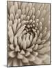 Chrysanthemum Flower-Assaf Frank-Mounted Giclee Print