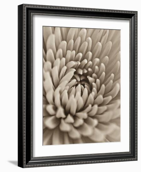 Chrysanthemum Flower-Assaf Frank-Framed Giclee Print