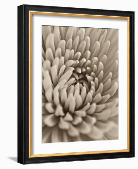 Chrysanthemum Flower-Assaf Frank-Framed Giclee Print