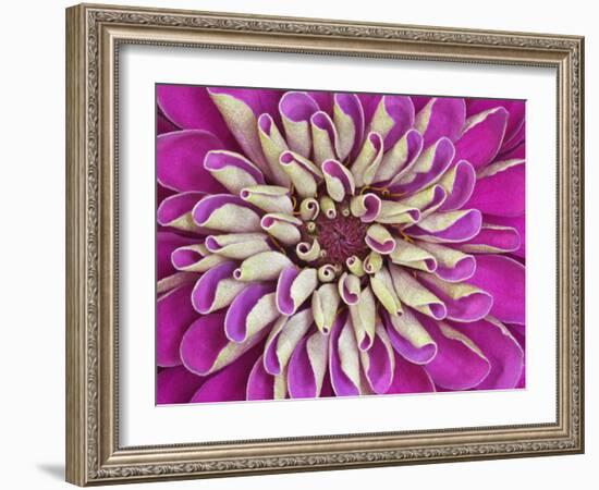 Chrysanthemum Flower-Adam Jones-Framed Photographic Print