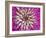 Chrysanthemum Flower-Adam Jones-Framed Photographic Print