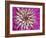 Chrysanthemum Flower-Adam Jones-Framed Photographic Print