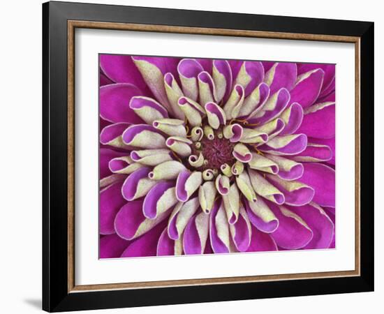 Chrysanthemum Flower-Adam Jones-Framed Photographic Print