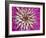 Chrysanthemum Flower-Adam Jones-Framed Photographic Print