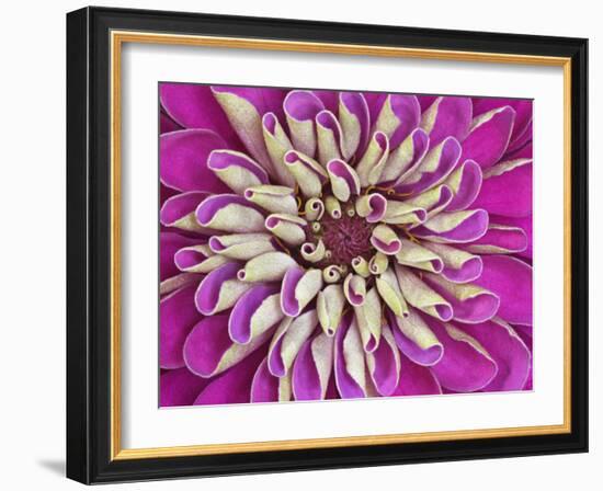 Chrysanthemum Flower-Adam Jones-Framed Photographic Print