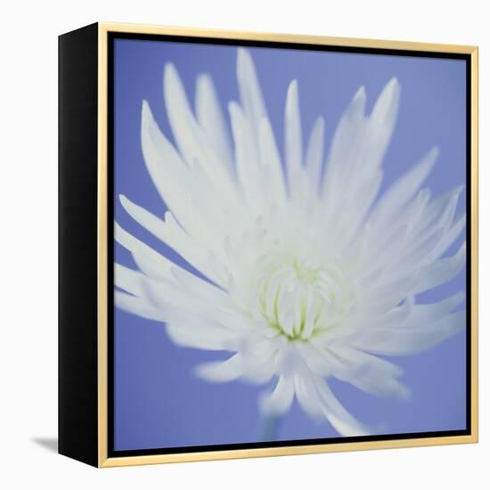 Chrysanthemum Flower-Cristina-Framed Premier Image Canvas