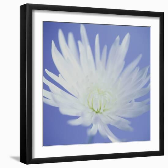 Chrysanthemum Flower-Cristina-Framed Premium Photographic Print