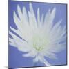 Chrysanthemum Flower-Cristina-Mounted Premium Photographic Print