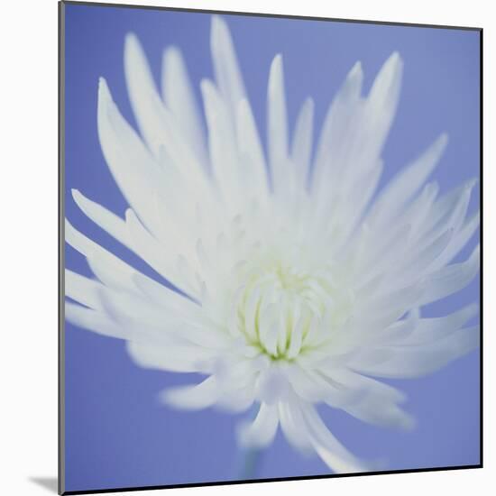 Chrysanthemum Flower-Cristina-Mounted Premium Photographic Print