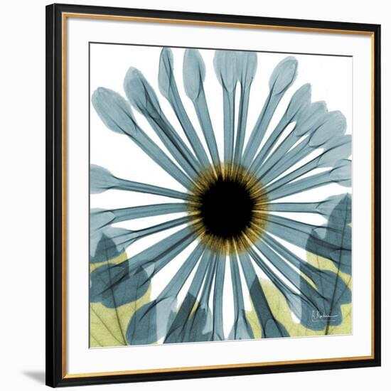 Chrysanthemum H68-Albert Koetsier-Framed Premium Giclee Print