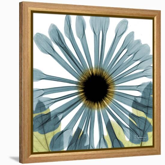 Chrysanthemum H68-Albert Koetsier-Framed Stretched Canvas
