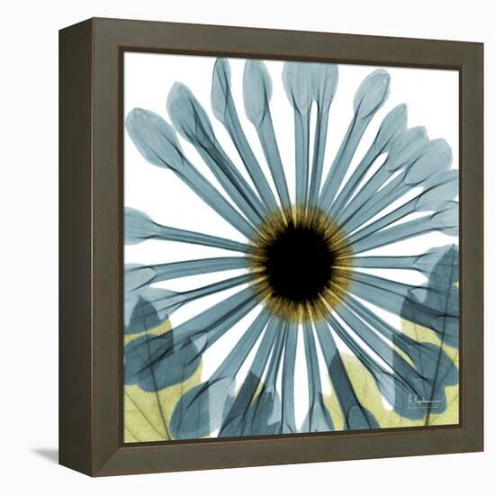 Chrysanthemum H68-Albert Koetsier-Framed Stretched Canvas