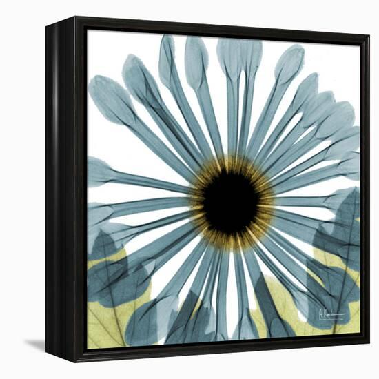 Chrysanthemum H68-Albert Koetsier-Framed Stretched Canvas