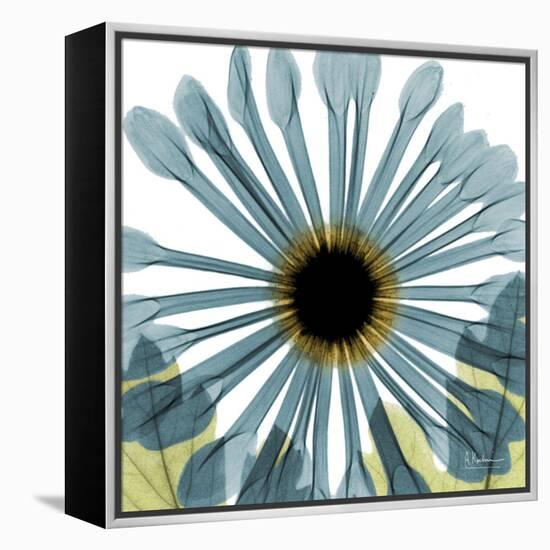 Chrysanthemum H68-Albert Koetsier-Framed Stretched Canvas