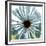 Chrysanthemum H68-Albert Koetsier-Framed Premium Giclee Print