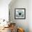 Chrysanthemum H68-Albert Koetsier-Framed Premium Giclee Print displayed on a wall