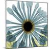 Chrysanthemum H68-Albert Koetsier-Mounted Premium Giclee Print