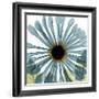 Chrysanthemum H68-Albert Koetsier-Framed Premium Giclee Print
