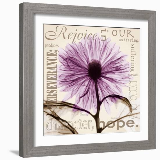 Chrysanthemum Hope-Albert Koetsier-Framed Art Print