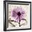 Chrysanthemum Hope-Albert Koetsier-Framed Art Print