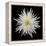 Chrysanthemum I-Jim Christensen-Framed Premier Image Canvas