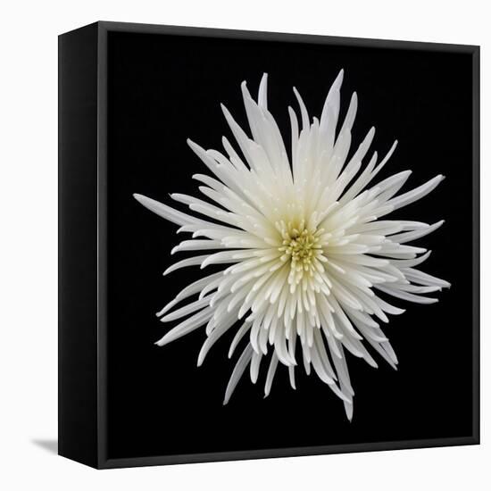 Chrysanthemum I-Jim Christensen-Framed Premier Image Canvas