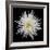 Chrysanthemum I-Jim Christensen-Framed Premium Photographic Print