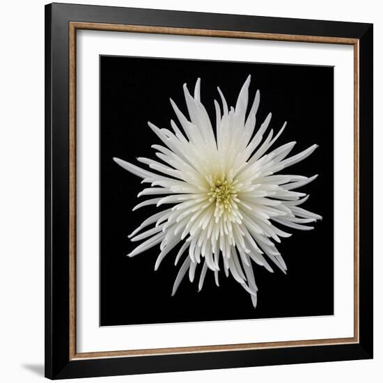 Chrysanthemum I-Jim Christensen-Framed Premium Photographic Print