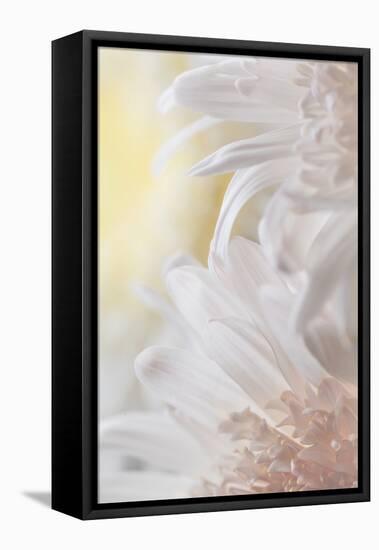 Chrysanthemum I-Kathy Mahan-Framed Premier Image Canvas