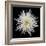 Chrysanthemum I-Jim Christensen-Framed Photographic Print