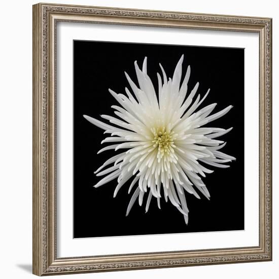 Chrysanthemum I-Jim Christensen-Framed Photographic Print