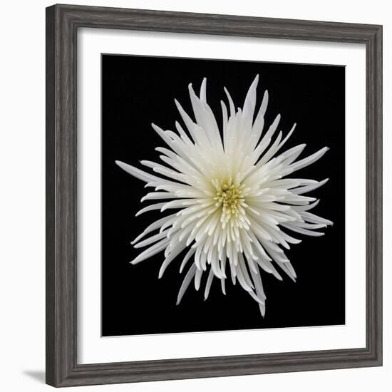 Chrysanthemum I-Jim Christensen-Framed Photographic Print