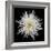 Chrysanthemum I-Jim Christensen-Framed Photographic Print