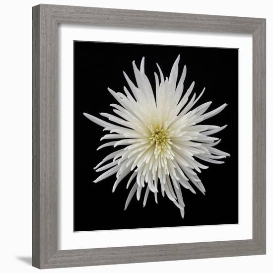 Chrysanthemum I-Jim Christensen-Framed Photographic Print