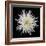 Chrysanthemum I-Jim Christensen-Framed Photographic Print