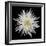 Chrysanthemum I-Jim Christensen-Framed Photographic Print