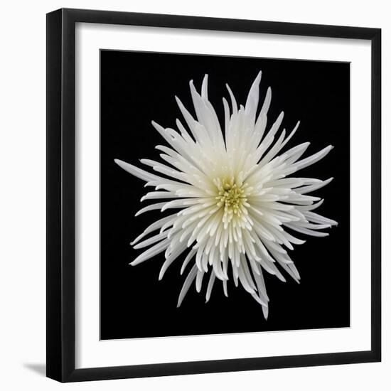 Chrysanthemum I-Jim Christensen-Framed Photographic Print