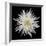 Chrysanthemum I-Jim Christensen-Framed Photographic Print