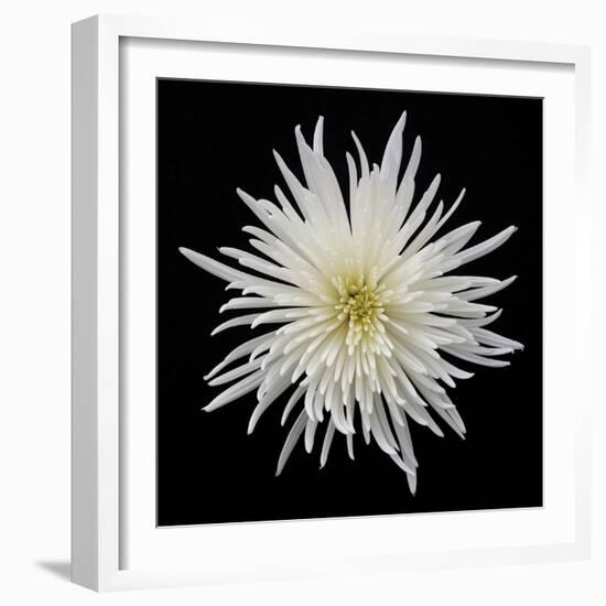 Chrysanthemum I-Jim Christensen-Framed Photographic Print